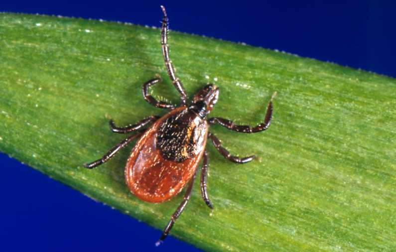 Blacklegged tick on blade of grass